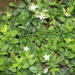 Flowery plant nursery