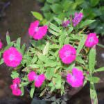 Flowery plant nursery