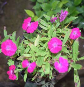 Flowery plant nursery