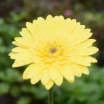 Flowery plant nursery