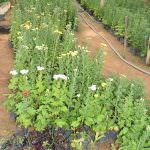 Mihiroda rose plants nursery