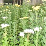 Mihiroda rose plants nursery