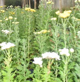 Mihiroda rose plants nursery