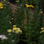 Mihiroda rose plants nursery