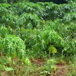 Fresh papaya