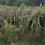 Elapatha yaya fruits production