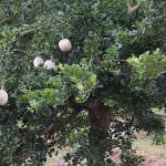 Elapatha yaya fruits production