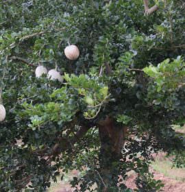 Elapatha yaya fruits production