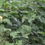 Elapatha yaya fruits production