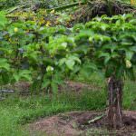 Elapatha yaya fruits production