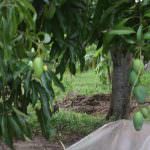 Elapatha yaya fruits production