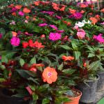 GREEN VALLY NURSERY