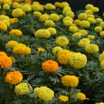 GREEN VALLY NURSERY