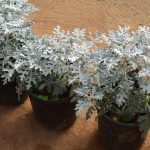GREEN VALLY NURSERY