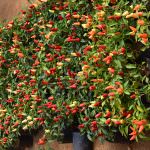 GREEN VALLY NURSERY