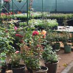 GREEN VALLY NURSERY