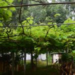 SUGANDIKA GRAPES PRODUCTS