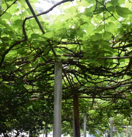 SUGANDIKA GRAPES PRODUCTS