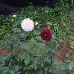 SUWAHAS FLOWER PRODUCTS