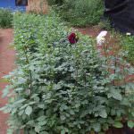 SUWAHAS FLOWER PRODUCTS