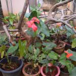 SUWAHAS FLOWER PRODUCTS