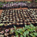 SUWAHAS FLOWER PRODUCTS