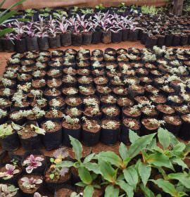 SUWAHAS FLOWER PRODUCTS