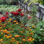 NILMINI PLANT NURSERY