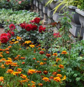 NILMINI PLANT NURSERY