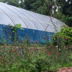 NILMINI PLANT NURSERY