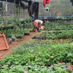 NILMINI PLANT NURSERY
