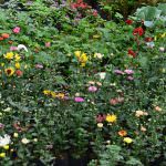 NILMINI PLANT NURSERY