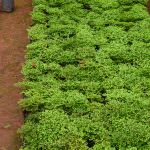 NILMINI PLANT NURSERY