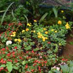 NILMINI PLANT NURSERY