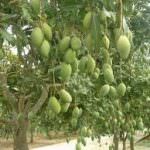මඩුල්ල අඹ වගාව