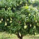 මඩුල්ල අඹ වගාව