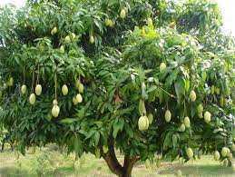 මඩුල්ල අඹ වගාව