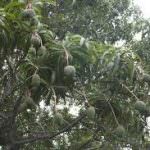 මඩුල්ල අඹ වගාව