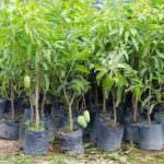 මඩුල්ල අඹ වගාව