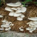 MENULI MUSHROOM