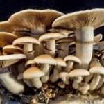 MENULI MUSHROOM