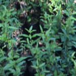 Haritha plant nursery Haritha plant nursery