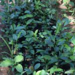 Haritha plant nursery Haritha plant nursery