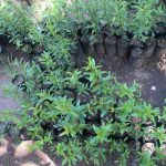 Haritha plant nursery Haritha plant nursery