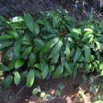 Haritha plant nursery Haritha plant nursery