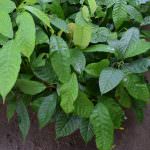 Sithija plant nursery