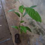 Sithija plant nursery