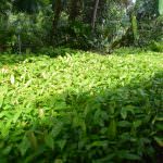 Sithija plant nursery