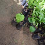 Sithija plant nursery