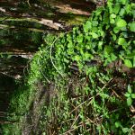 Sithija plant nursery